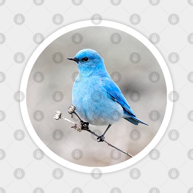 Mountain Bluebird on the Tansy Magnet by walkswithnature